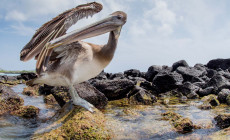 Pelican, Galapagos Islands