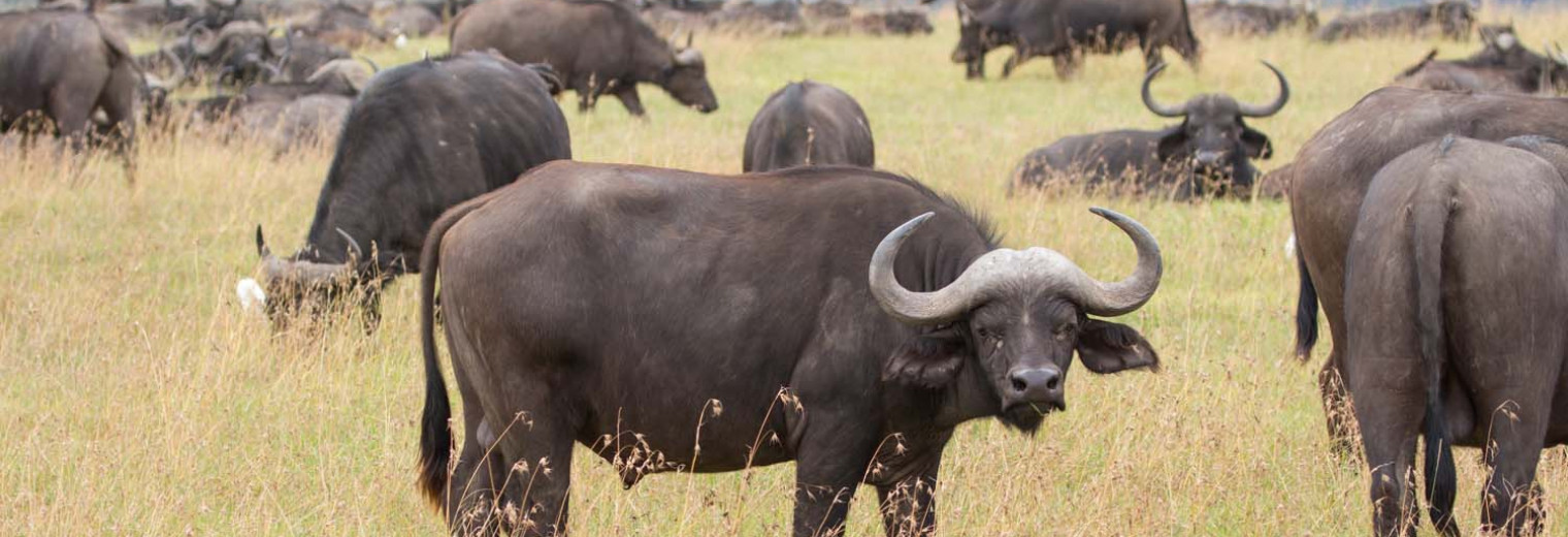 Buffalo, Lake Nakuru National Park, Kenya