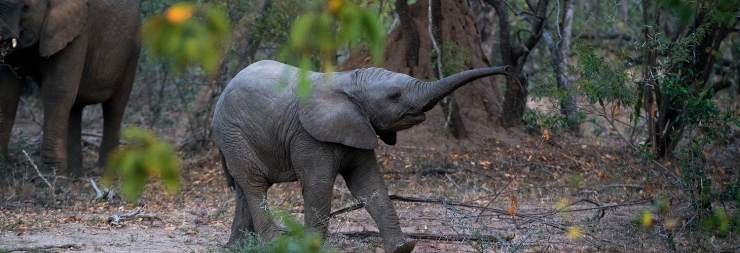 Baby Elephant, Kruger National Park