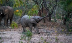 Baby Elephant, Kruger National Park