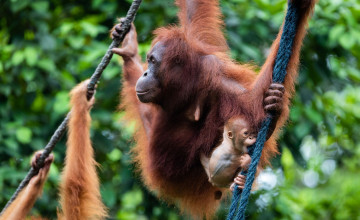 Pongo pygmaeus at Semenggoh