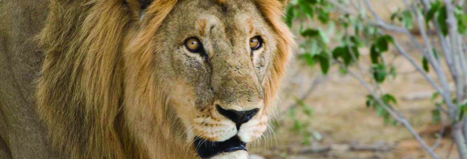 Lion, Etosha, Namibia