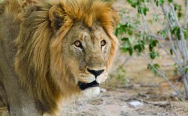 Lion, Etosha, Namibia