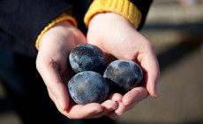 Owakudani black eggs, Hakone