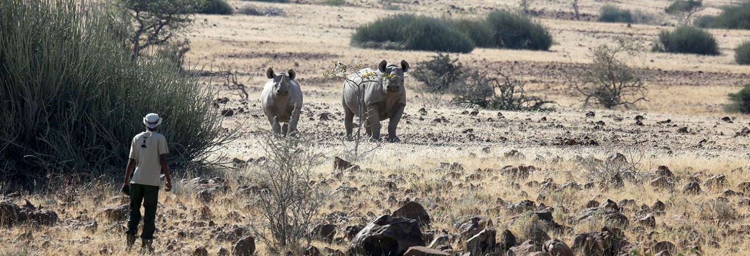 Rhino tracking, Palmwag Lodge, Damaraland
