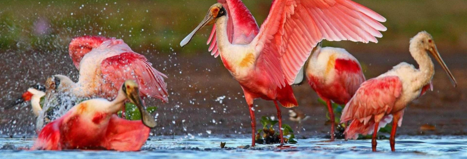 Spoonbills, Pousada Rio Mutum, Pantanal, Brazil