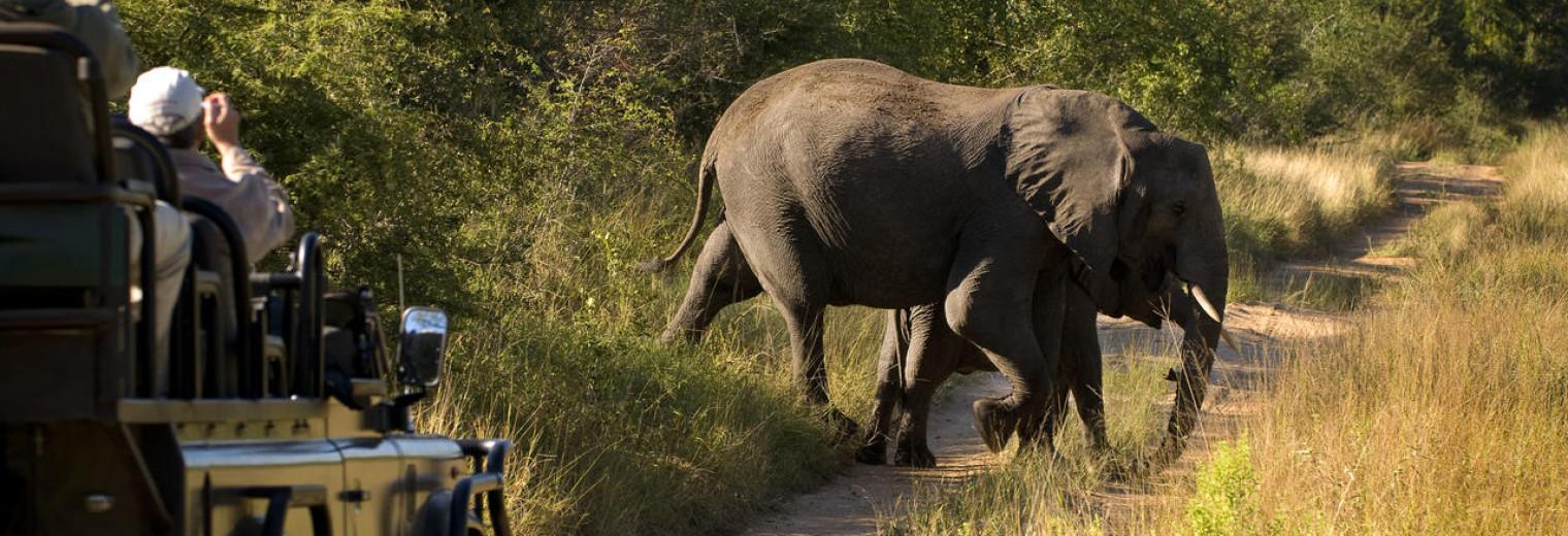 Elephant, Kruger National Park, South Africa