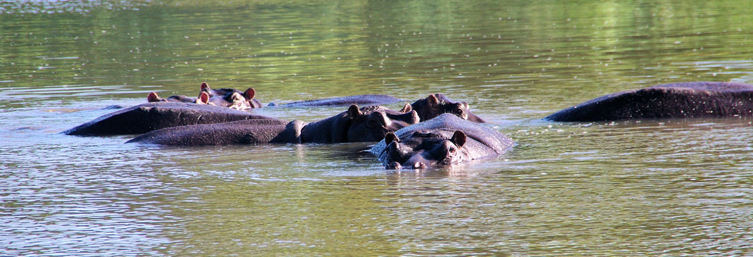 Hippos, Kruger, South Africa