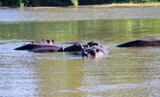 Hippos, Kruger, South Africa