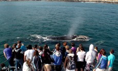 Whale watching, Hermanus, South Africa