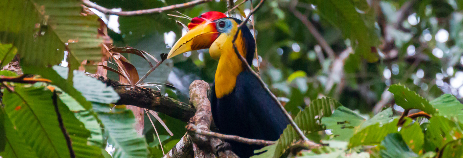 Wrinkled Hornbill, Borneo