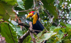 Wrinkled Hornbill, Borneo