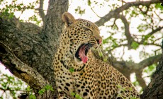 Leopard yawning, Kruger, South Africa