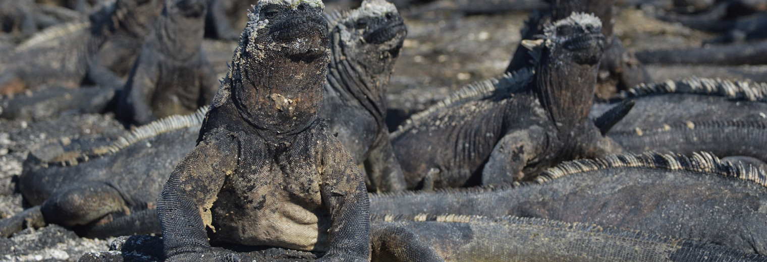 Land iguanas, Galapagos Islands