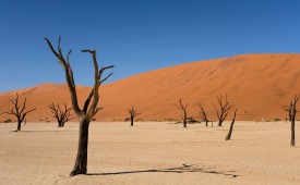 Deadvlei, Sossusvlei, Namibia