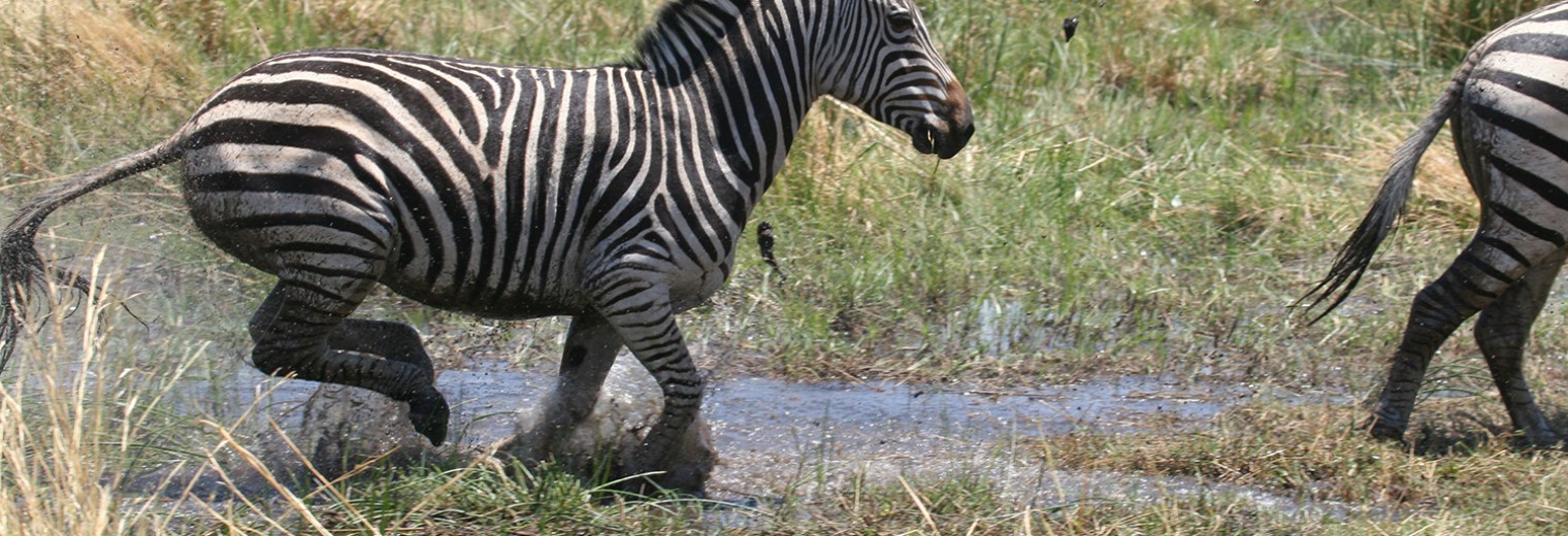 Zebra, Okavango, Botswana