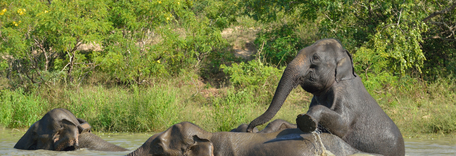Pygmy Elephants, Kinabatangan River, Borneo