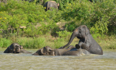 Pygmy Elephants, Kinabatangan River, Borneo