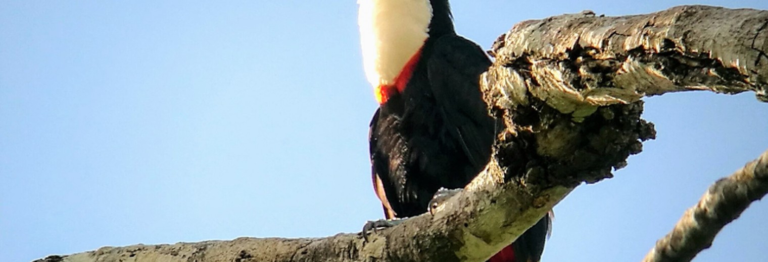 White throated toucan, Amazon, Peru © Fernando ccoa