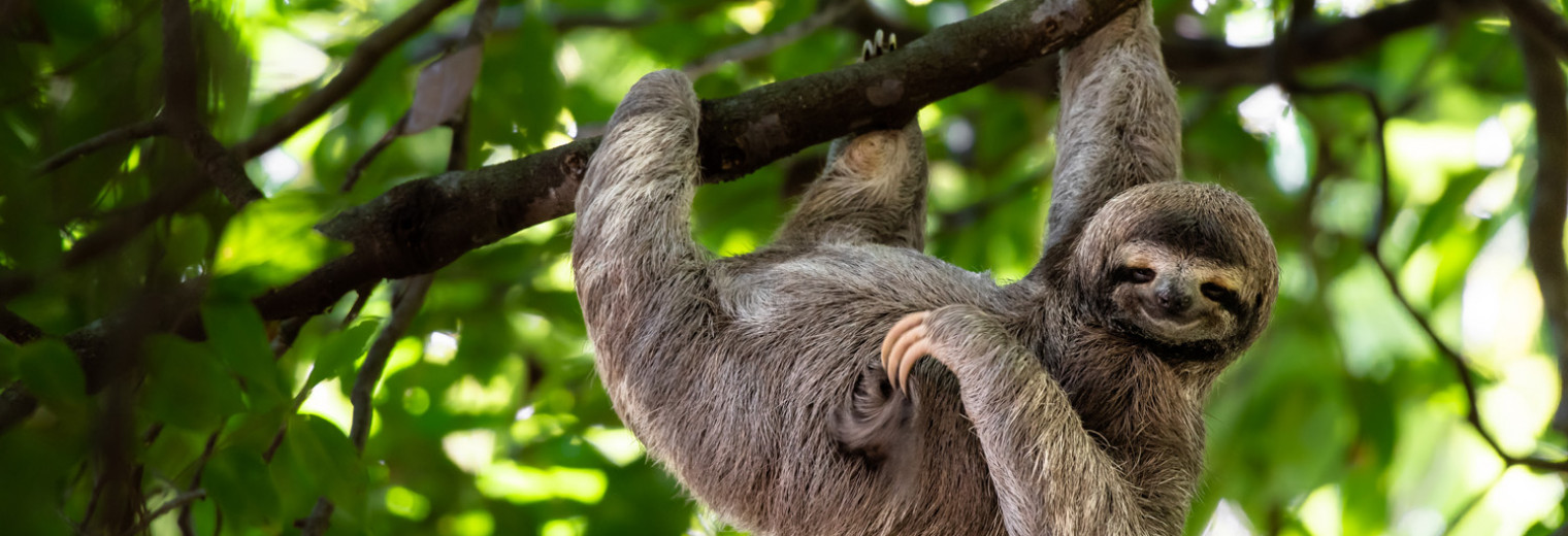 Sloth, Costa Rica