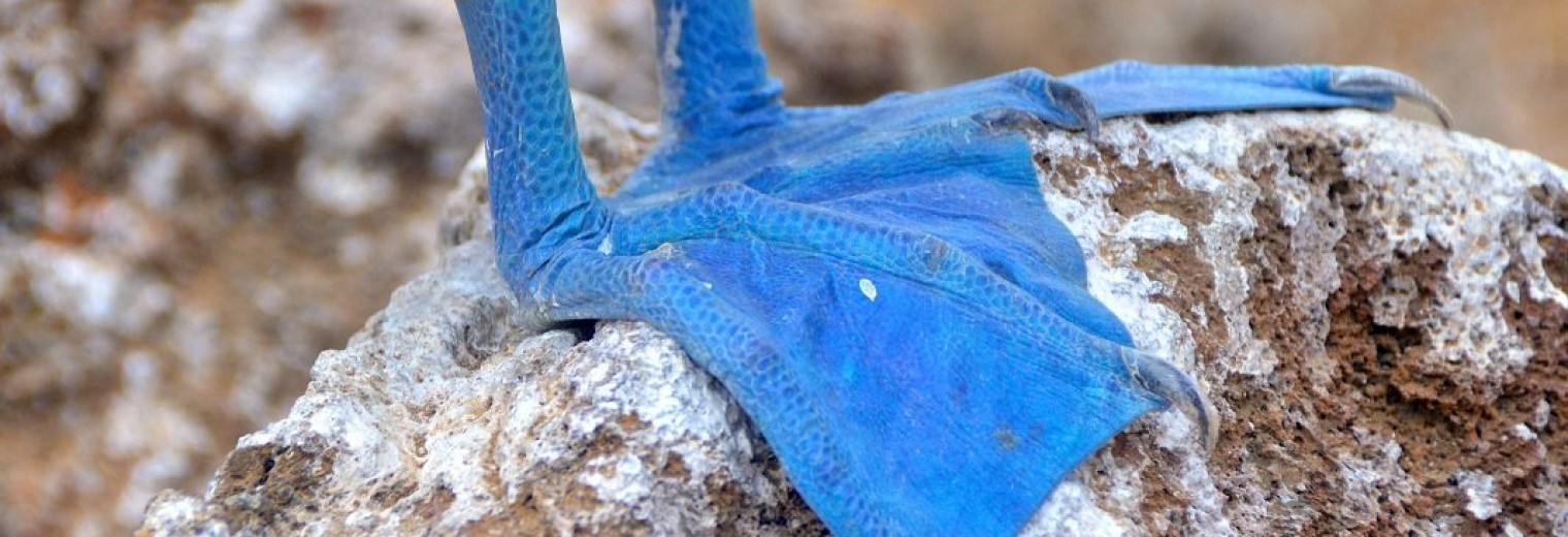 Galapagos Islands, Ecuador