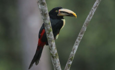 Pale Mandible Aracari, Cloudforest, Ecuador