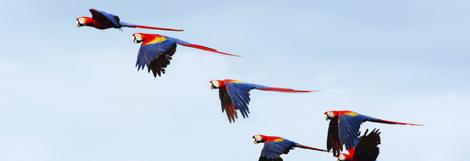 Flock of wild scarlet macaws, Corcovado