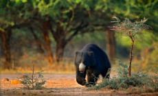 Sloth Bear, Ranthambore