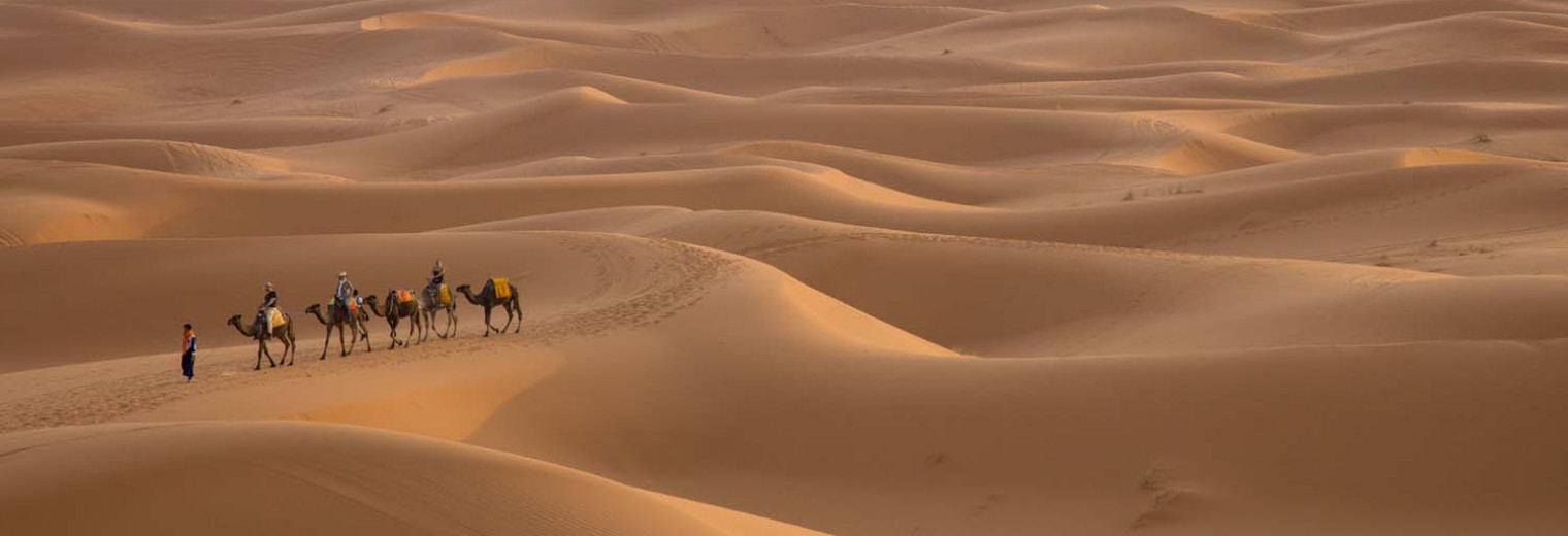 Camels in Erg Chebbi