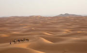 Camels in Erg Chebbi