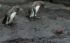 Galapagos Penguins, Galapagos Islands
