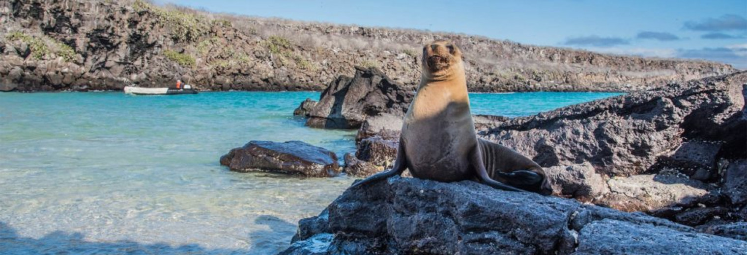 Sea lion, Galapagos Islands