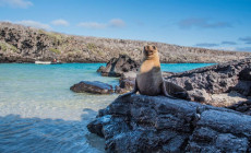 Sea lion, Galapagos Islands
