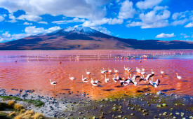 Laguna Colorada, Bolivia