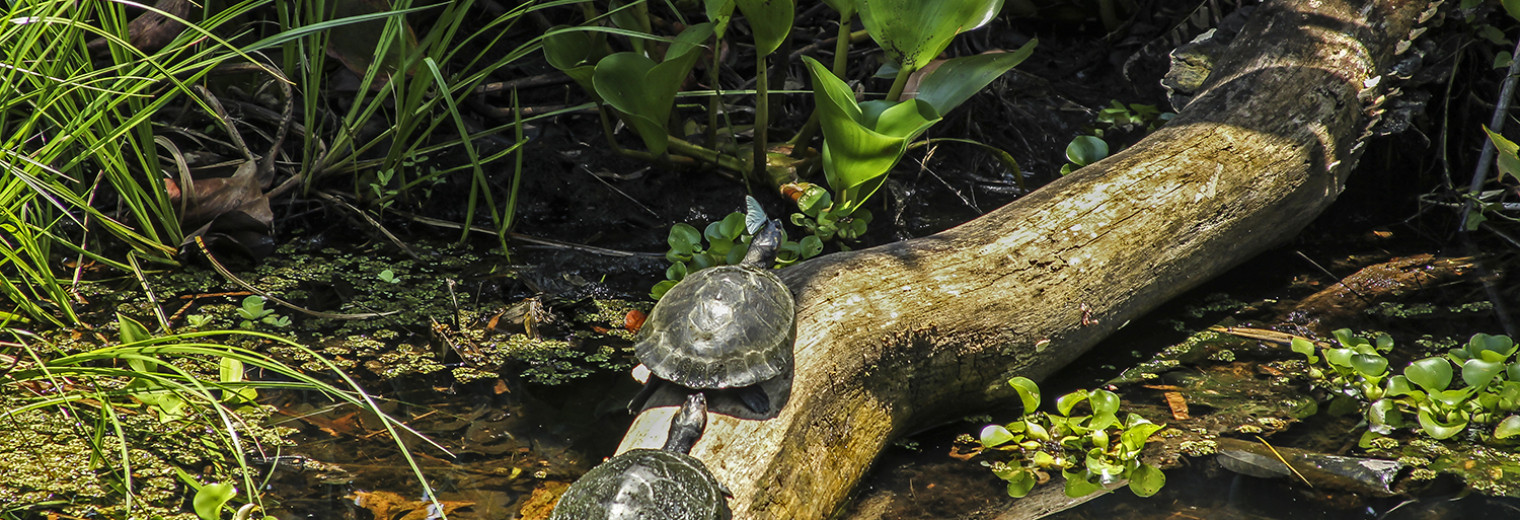 Amazon wildlife