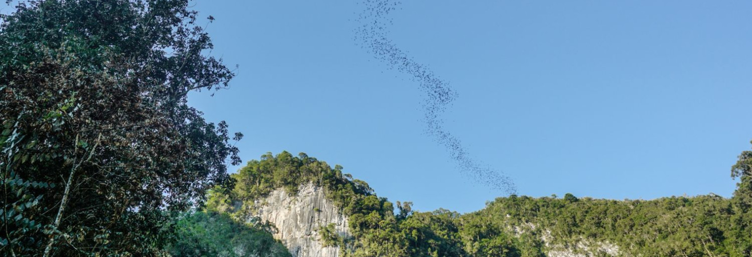 Bat Exodus, Deer Cave 