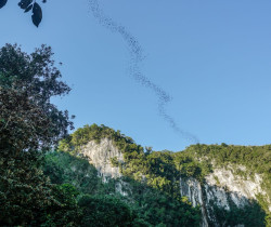 Bat exodus, Mulu National Park 