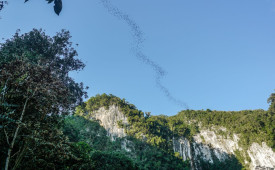 Bat Exodus, Deer Cave 