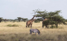 Samburu National Reserve, Kenya