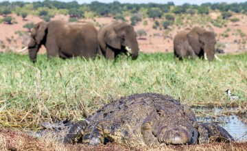 Crocodile, Chobe National Park, Botswana