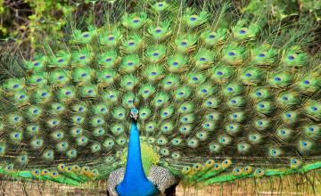 Peacock, Wasgamuwa NP