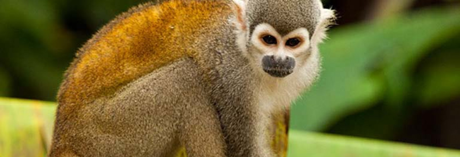 Sacha Lodge, Amazon Jungle, Ecuador