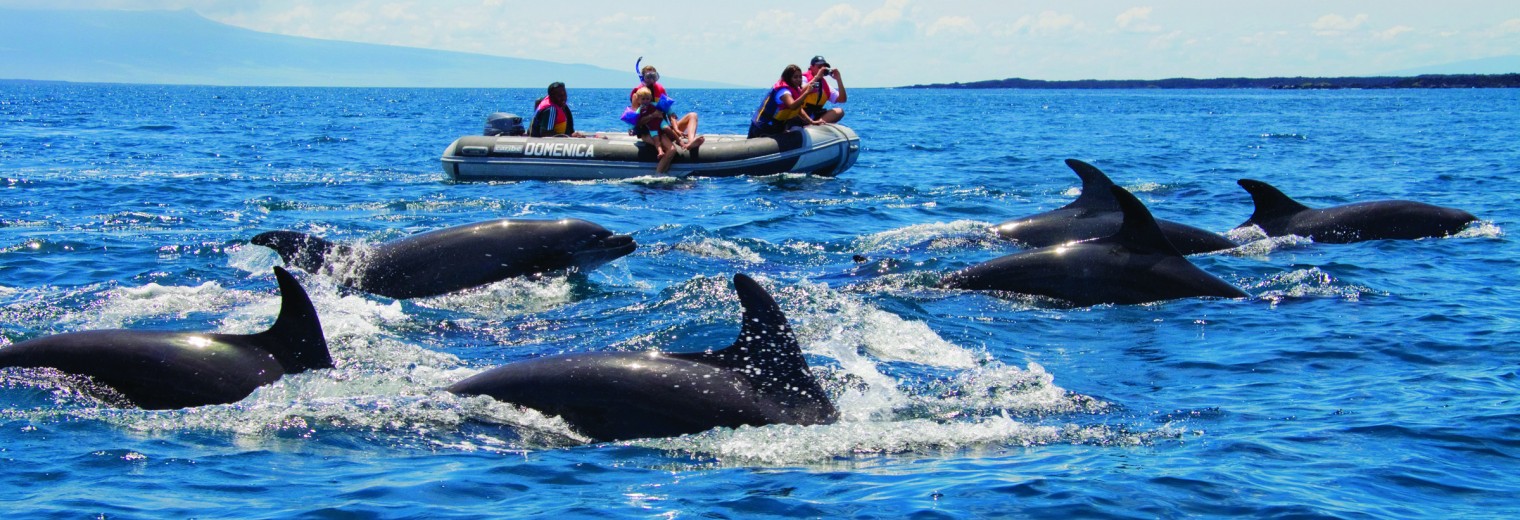 Dolphins, Galapagos Islands