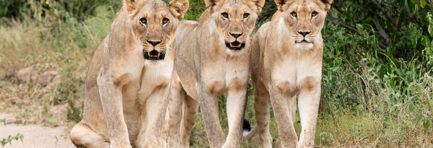 Lions, Khaya Ndlovu, Kruger