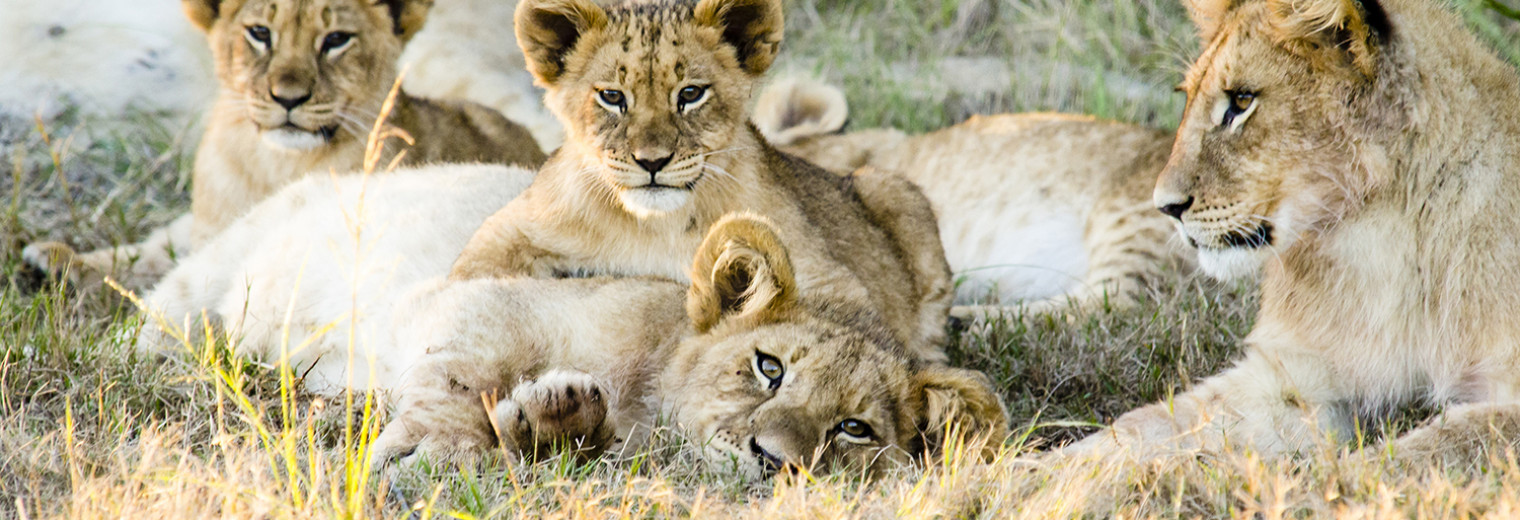 Lion Cubs, Gondwana Game Reserve, South Africa