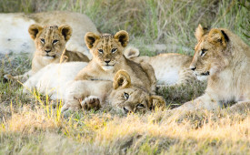 Lion Cubs, Gondwana Game Reserve, South Africa