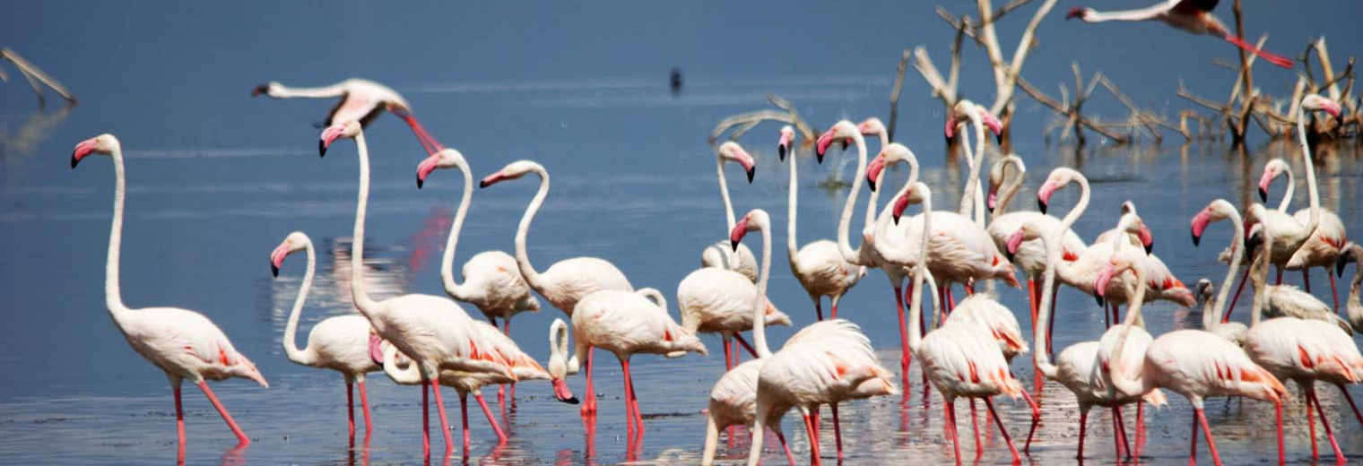 Flamingos, Lake Nakuru National Park, Kenya