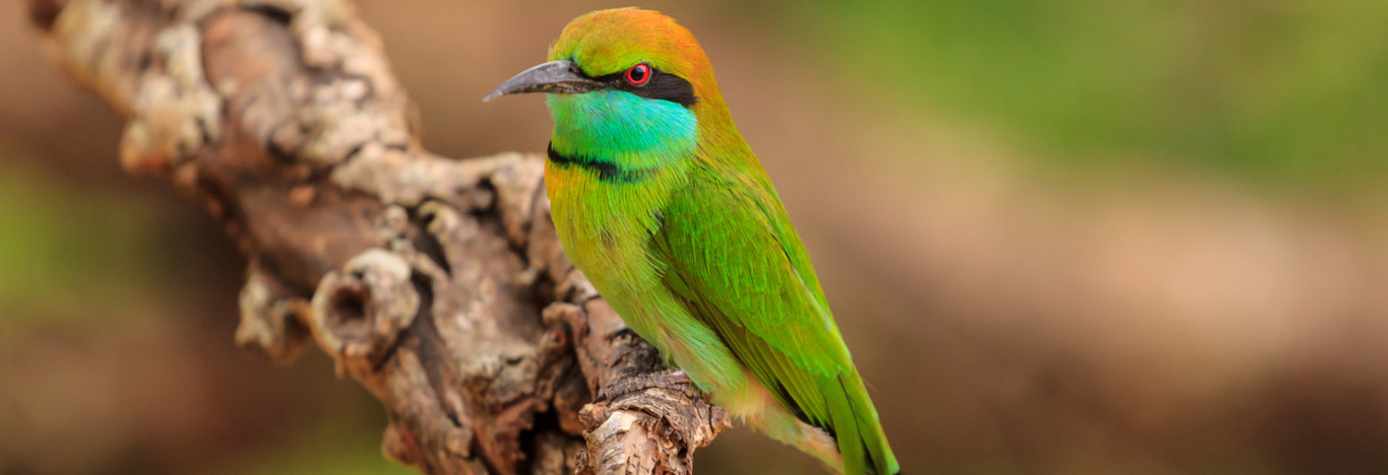 Green Bee Eater, Yala NP