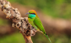 Green Bee Eater, Yala NP