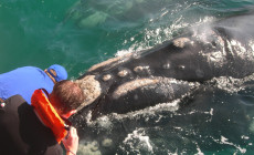 Whale watching, Hermanus, South Africa